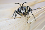 Heuschrecken-Sandwespe Sphex funerarius