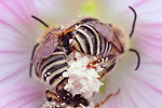 Malven-Langhornbiene Eucera macroglossa