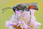 Heuschrecken-Sandwespe Sphex funerarius