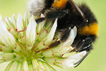 Kuckuckshummel Bombus bohemicus