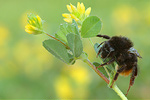 Steinhummel Bombus lapidarius