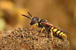 Bienenwolf Philantus triangulum