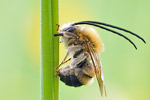 Frühe Langhornbiene Eucera nigrescens