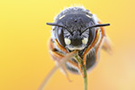 Punktierte Wollbiene Anthidium punctatum (2015-02-10)