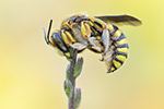 Harzbiene Anthidium florentinum