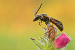 Furchenbiene Lasioglossum-calceatum