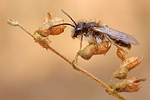 Sandbiene Andrena praecox