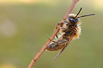 Rotpelzige Sandbiene Andrena fulva