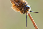 Rotpelzige Sandbiene Andrena fulva