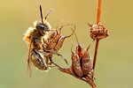 Rotpelzige Sandbiene Andrena fulva