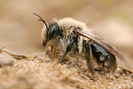 Weiden-Sandbiene Andrena vaga