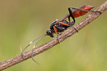 Schlupfwespe Ichneumonidae species