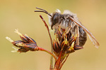 Weiden-Sandbiene Andrena vaga