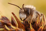 Weiden-Sandbiene Andrena vaga