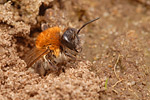 Sandbiene Andrena barbilabris