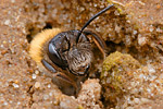 Sandbiene Andrena barbilabris