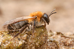 Sandbiene Andrena barbilabris