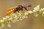 Bienenwolf Philantus triangulum