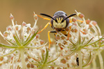 Bienenwolf Philantus triangulum