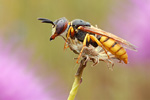 Bienenwolf Philantus triangulum