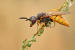 Bienenwolf Philantus triangulum