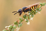 Bienenwolf Philantus triangulum