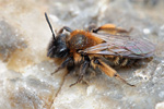 Zweifarbige Sandbiene Andrena bicolorena bicolor