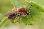 Rotschopfige Sandbiene Andrena haemorrhoa