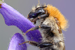 Ackerhummel Bombus pascuorum