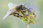 Honigbiene Apis mellifera