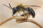 Rotbeinige Sandbiene Andrena dorsata