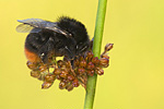 Steinhummel Bombus lapidarius