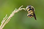 Kleine Harzbiene Anthidium strigatum