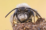 Weiden-Sandbiene Andrena vaga