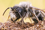 Weiden-Sandbiene Andrena vaga