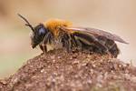 Sandbiene Andrena barbilabris