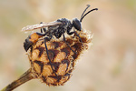 Heuschrecken-Sandwespe Sphex funerarius