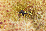 Gallische Feldwespe Polistes dominulus