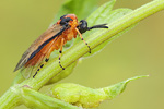 Kohlrüben-Blattwespe Athalia rosae