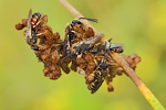 Furchenbiene Lasioglossum spec