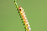 Blattwespenlarve Larva
