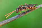 Wespenbiene Nomada flavoguttata