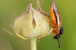 Nähfliege Arge ochropus