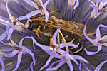 Furchenbiene Halictus scabiosae