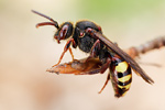 Weißbäuchige Wespenbiene Nomada leucopthalma
