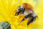 Ackerhummel Bombus pascuorum