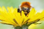 Ackerhummel Bombus pascuorum