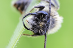 Weiden-Sandbiene Andrena vaga