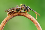 Wespenbiene Nomada flavoguttata