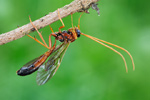Schlupfwespe Ichneumonidae species